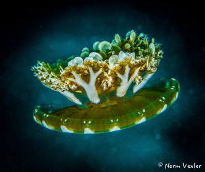 Interesting species of Jellyfish: Upside-down Jellyfish by Norm Vexler 